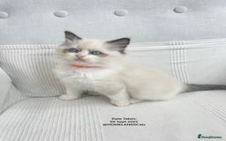 Ragdoll cats for sale: 🐾Stunning Ragdoll Kittens🧬DNA🏆ChampParents🐾 - Image 4