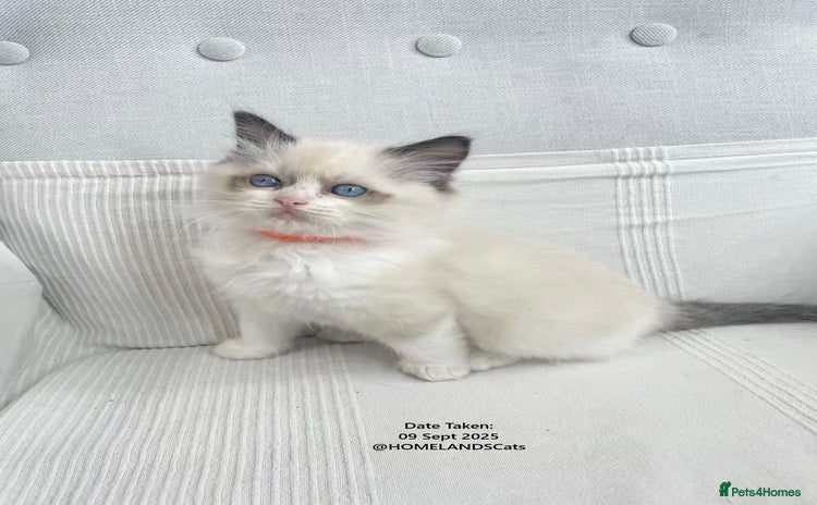 Ragdoll cats - Advert 1