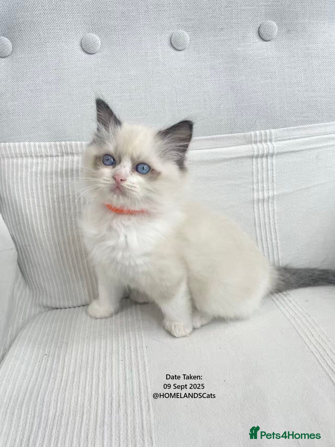 Ragdoll cats for sale: 🐾Stunning Ragdoll Kittens🧬DNA🏆ChampParents🐾 - Image 4