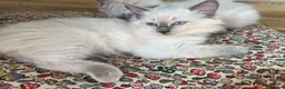 Ragdoll cats for sale:  Blue Ragdoll health tested ready now - Advert 9