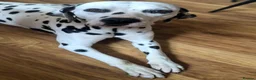 Dalmatian dogs for sale: SUPERB KC REGISTERED DALMATIANS - Advert 8
