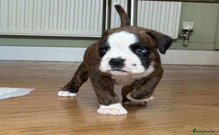 Boxer dogs - Advert 5