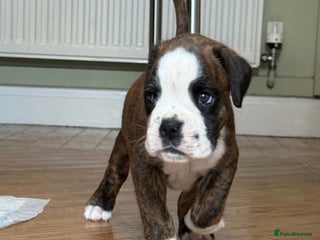 Boxer dogs - Advert 3