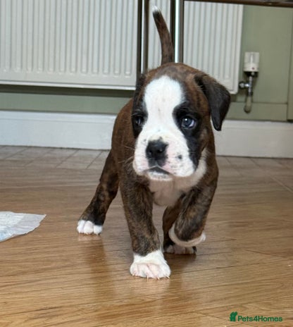 Boxer dogs - Advert 2