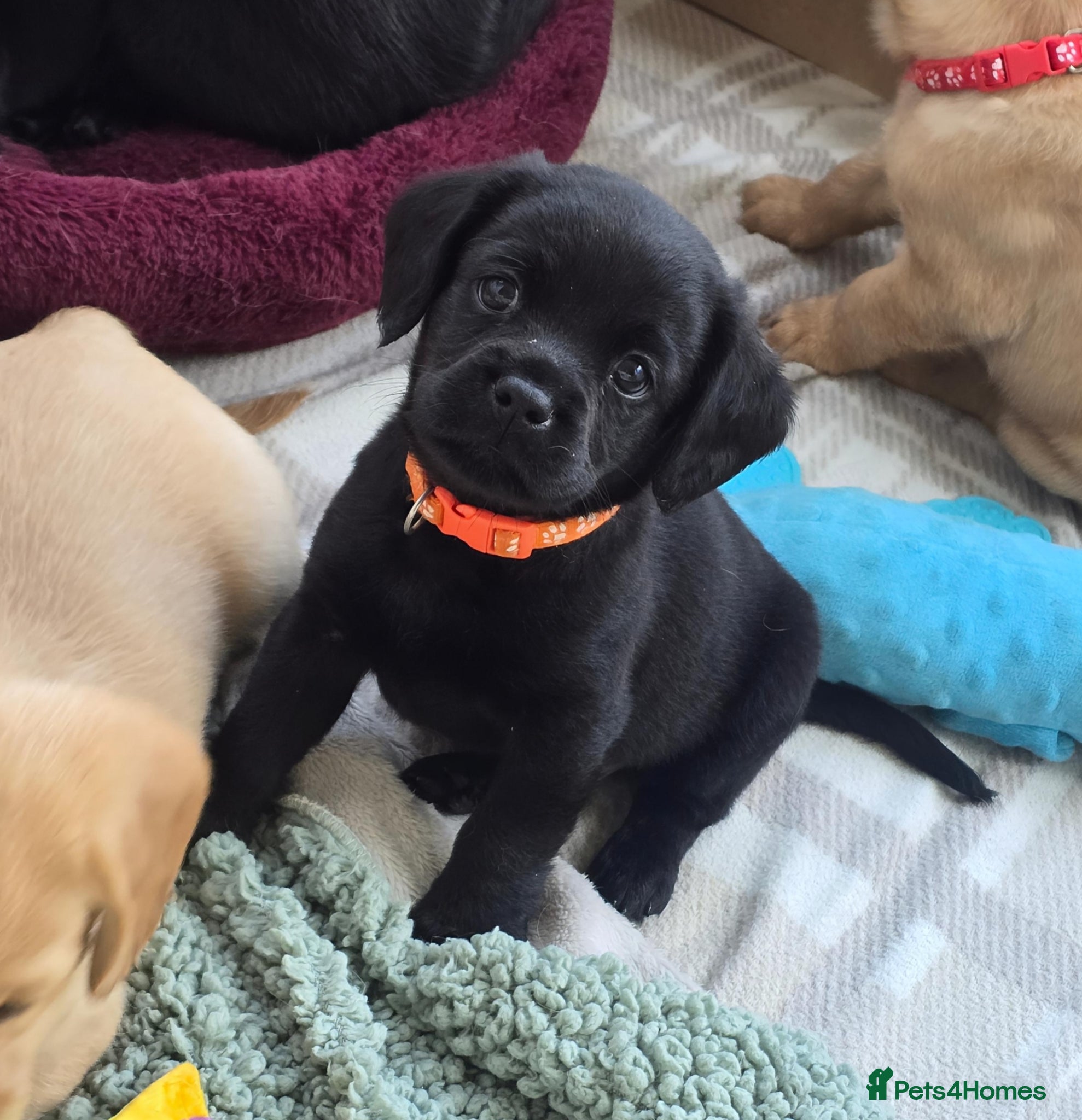 Mixed Breed dogs for sale: Cavador! Rare Ready 2 leave. 1 beautiful boy left. - Advert 19