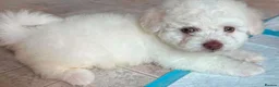 Bichon Frise dogs for sale: Bichon Frisé PuppiesSmall Size,Beautiful Character in Birmingham - Advert 4