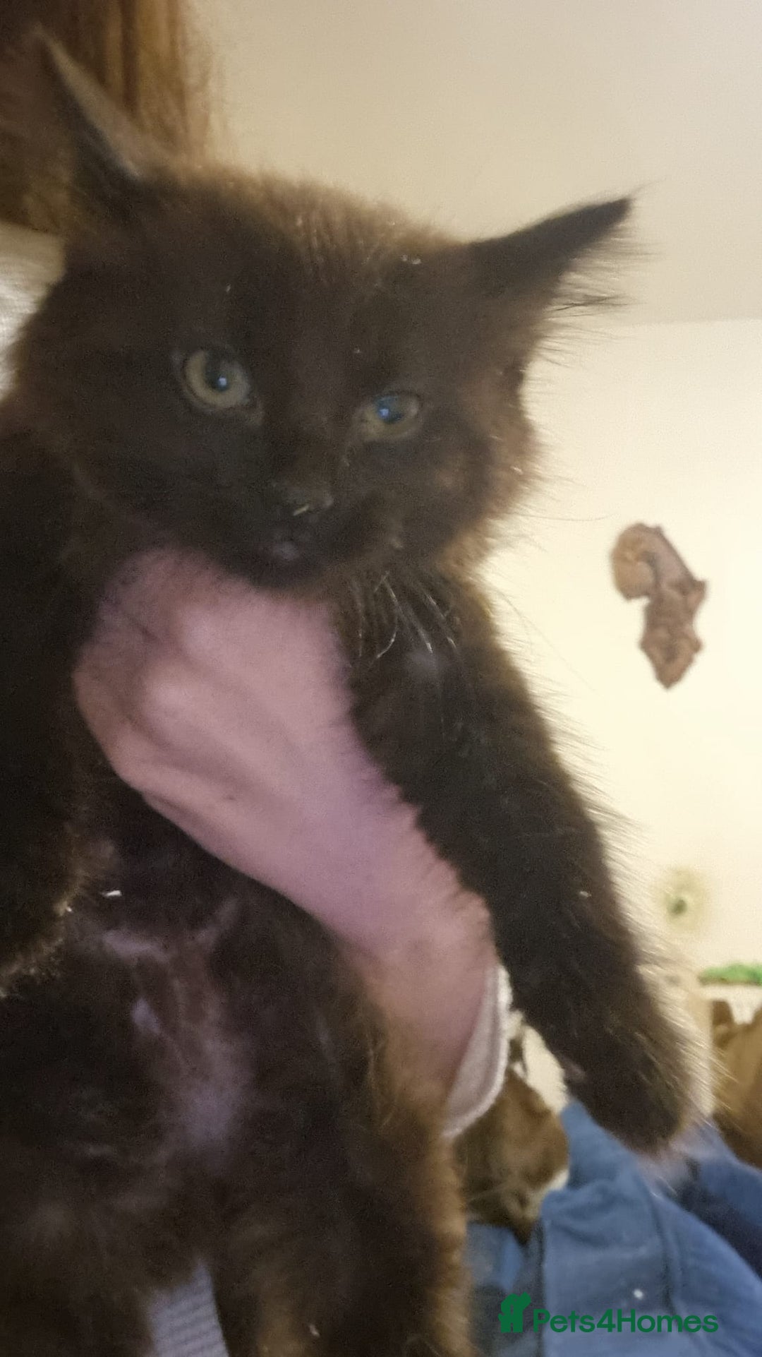 Mixed Breed cats for sale: Kittens - Advert 5