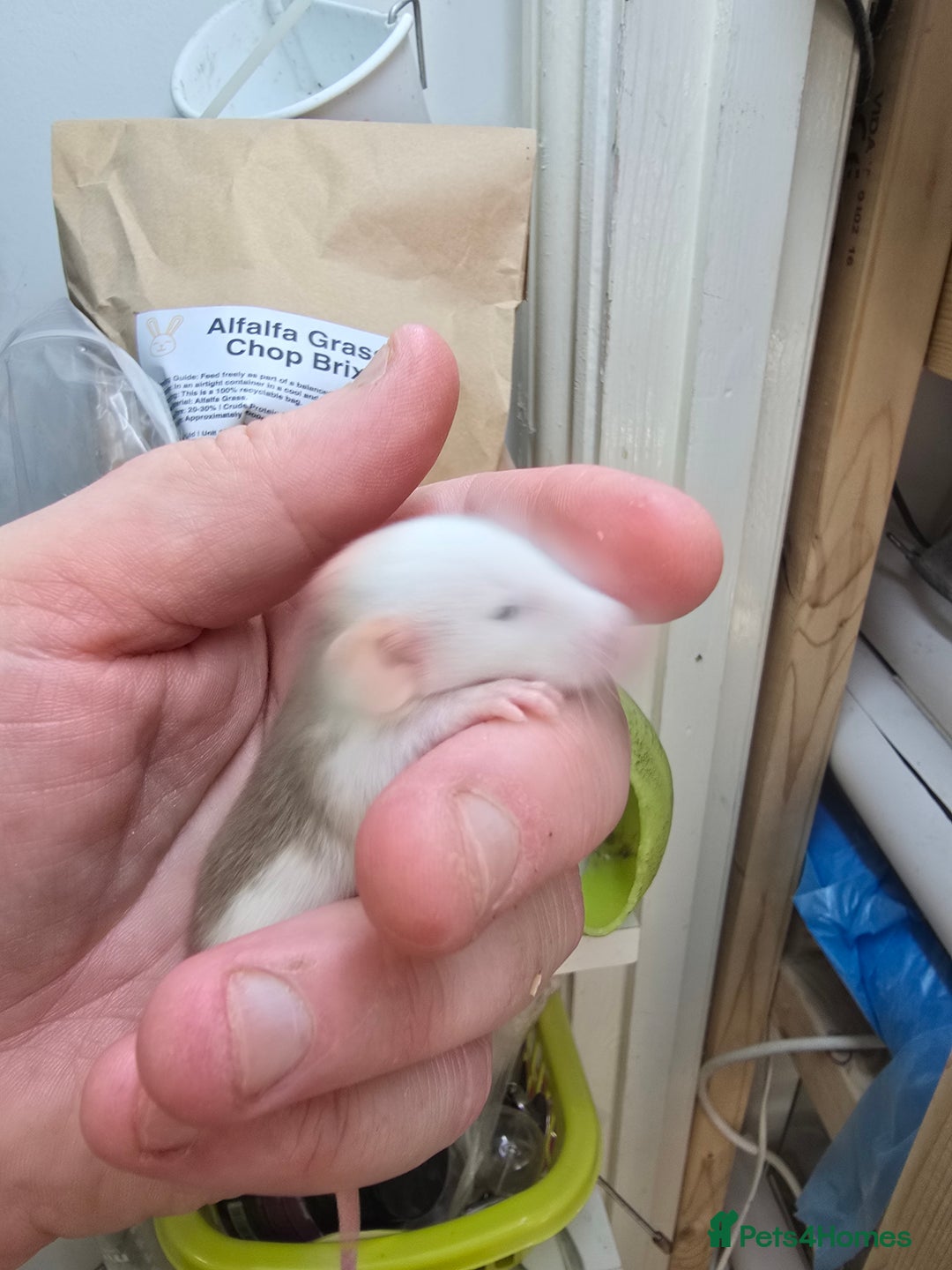 Rat rodents for sale: Babies rats, rex, dumbos and fancy - Image 20