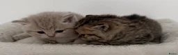 British Shorthair cats for sale: british shorthair kittens  - Advert 24