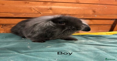 Mini Lion Lop rabbits - Advert 3