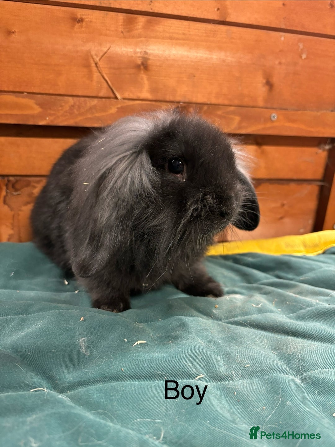 Mini Lion Lop rabbits for sale: Stunning mini lion lops - Image 2