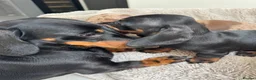 Miniature Dachshund dogs for sale: Miniature dachshund  - Advert 17