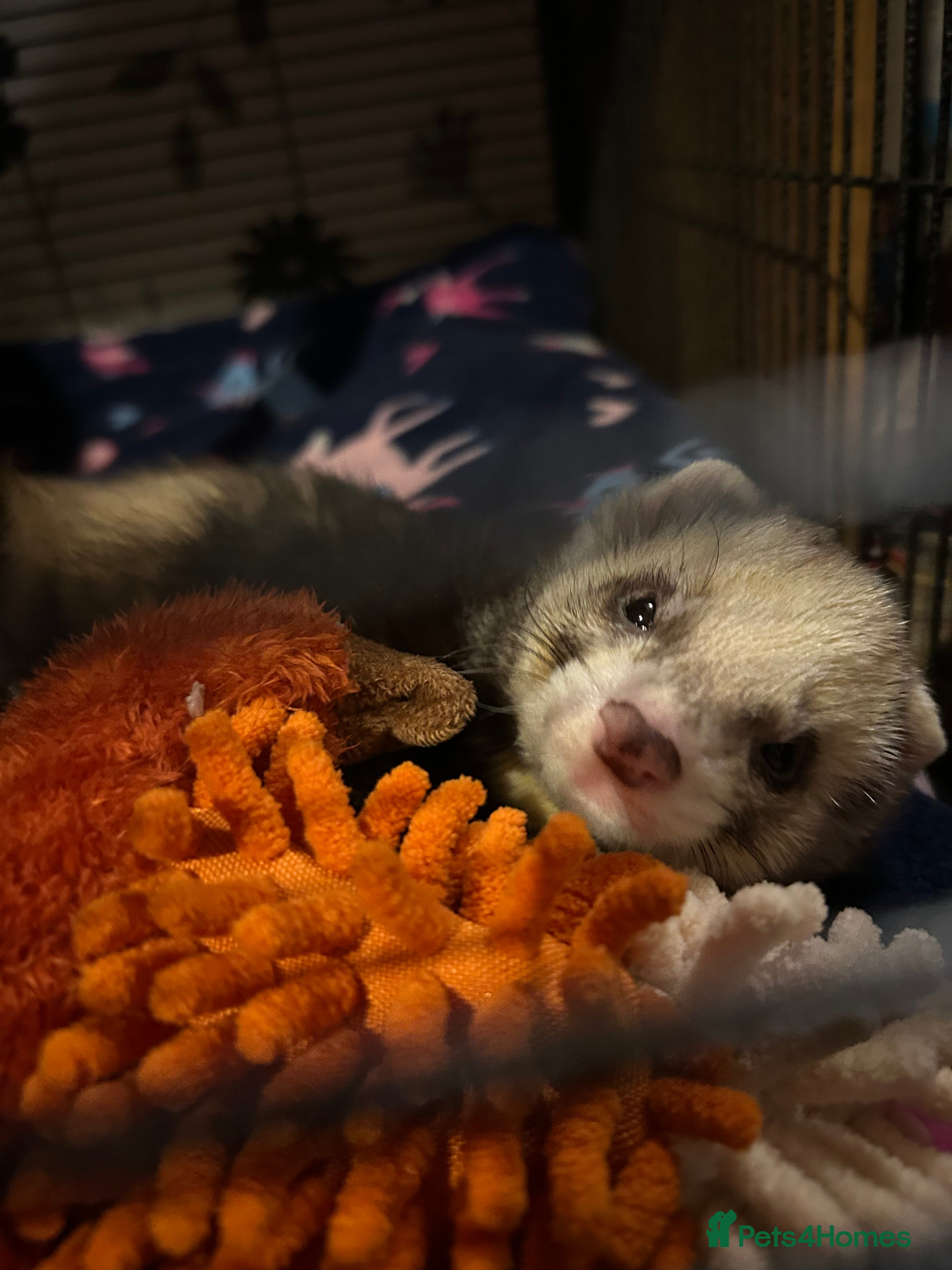 Ferret rodents Male Ferret for adoption  - Advert 5