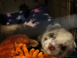 Ferret rodents Male Ferret for adoption - Advert 5