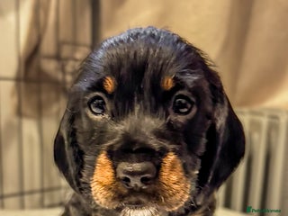 Mixed Breed dogs - Advert 1