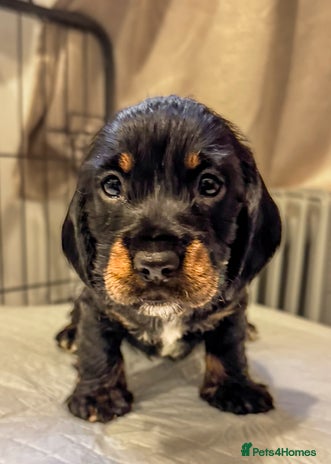 Mixed Breed dogs - Advert 1