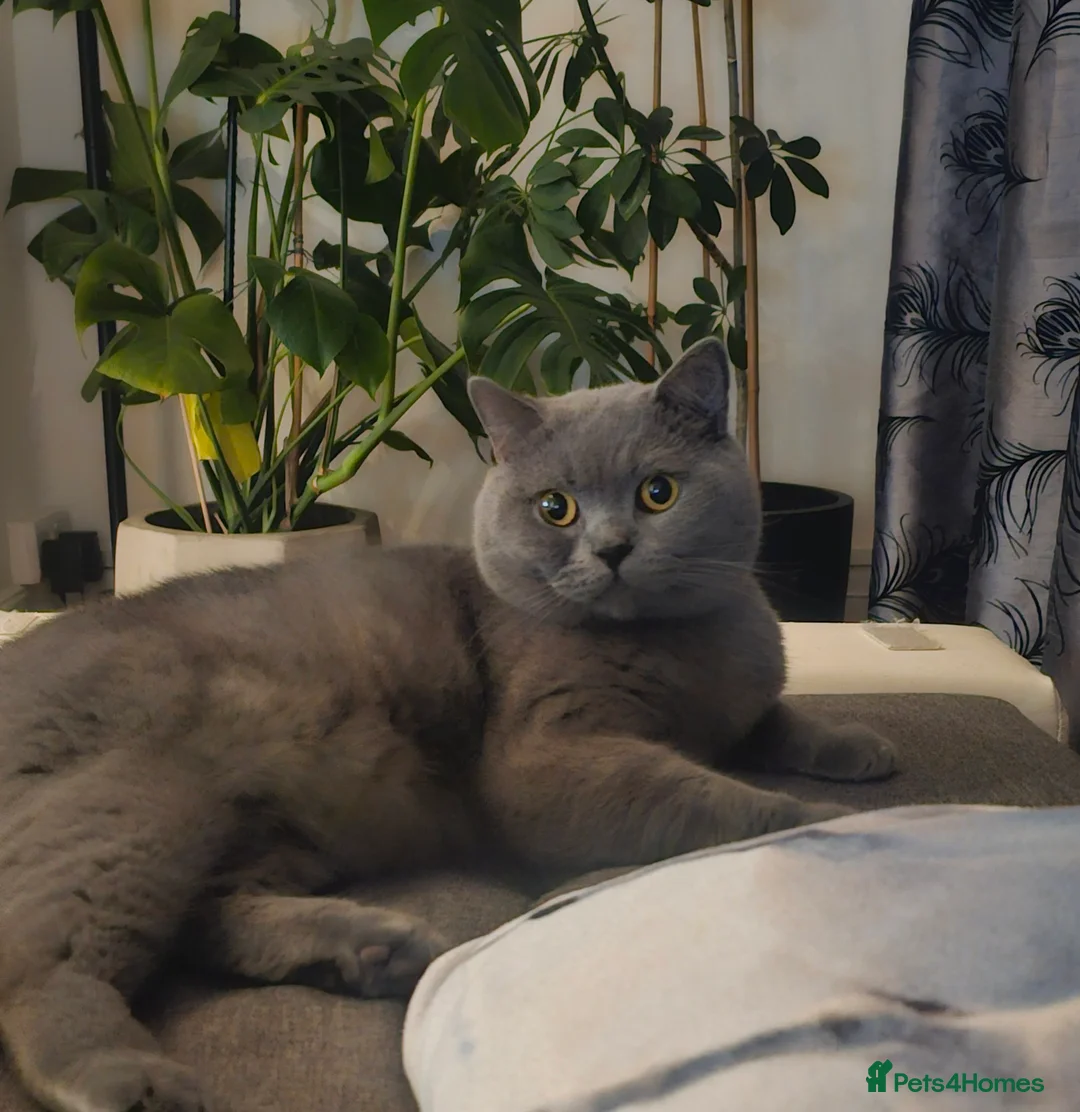 British Shorthair cats for sale: British Shorthair male looking for a new home 🐾 - Advert 17