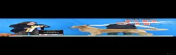 Golden Retriever dogs for sale: Outstanding American Golden Retrievers - Advert 15