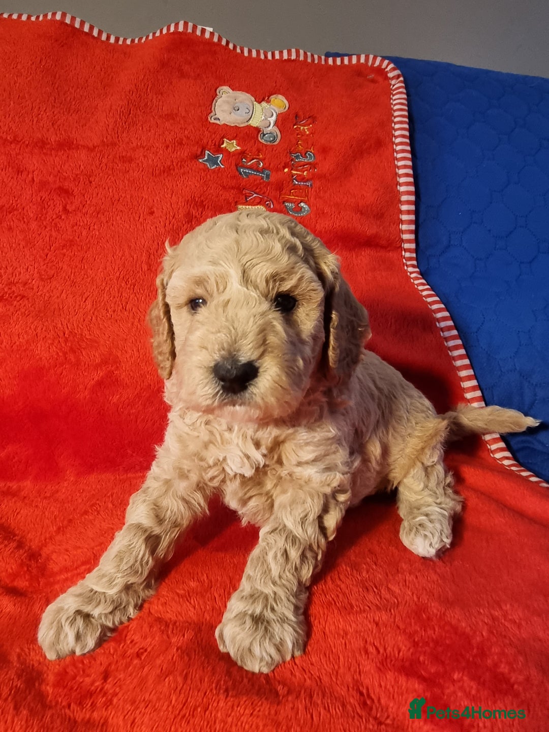 Miniature Poodle dogs for sale: Championline Miniature Poodle exceptional puppy. - Advert 29
