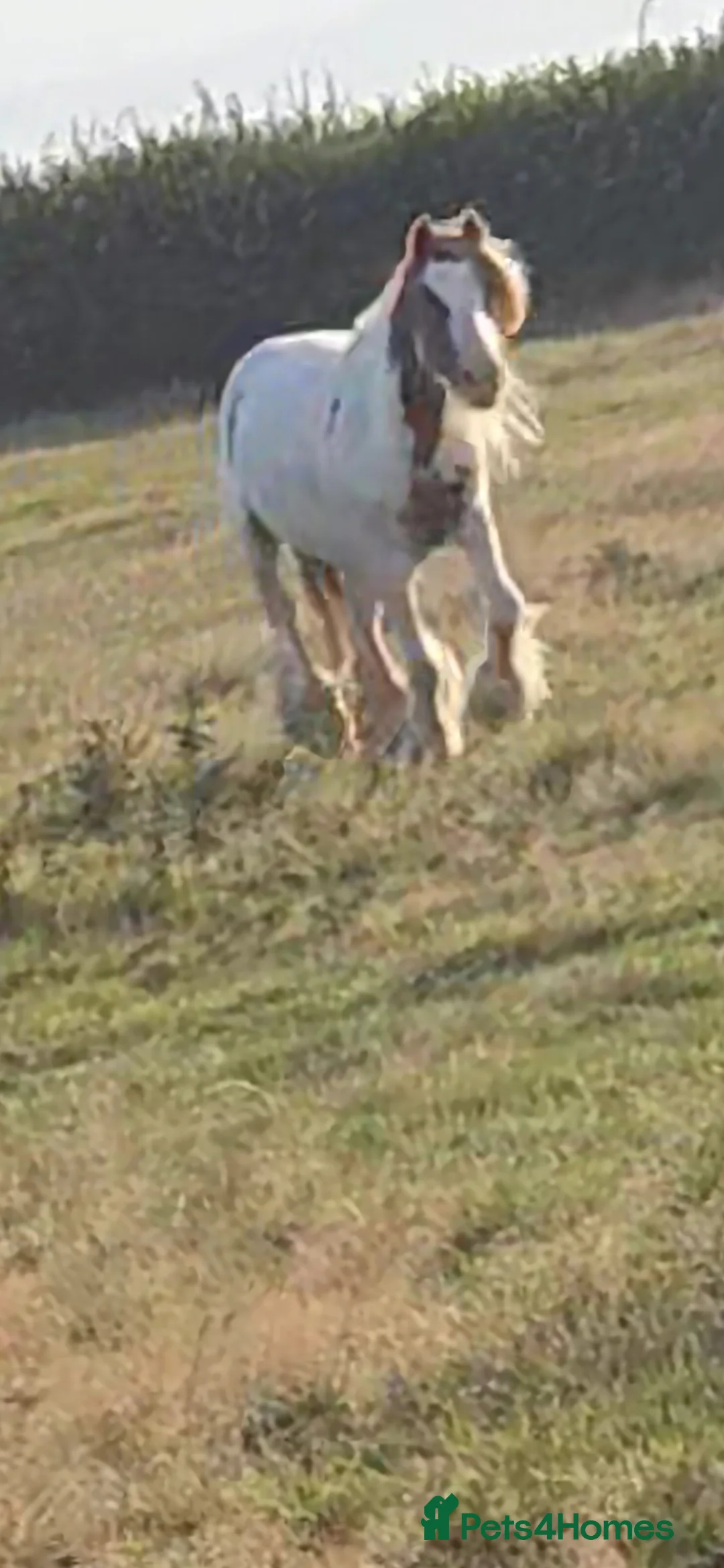 Other Breed horses for sale: Charlie - Advert 2