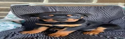 Rottweiler dogs for sale: Three gorgeous Rottweiler Girls - Advert 3