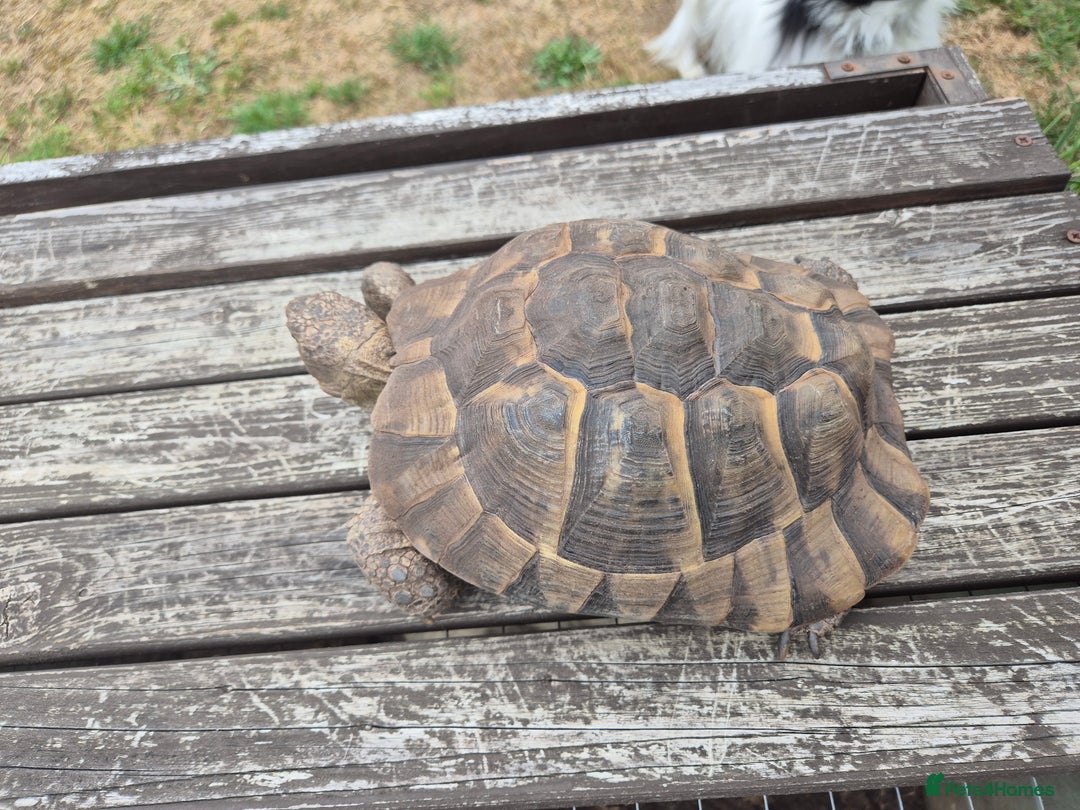 Tortoise reptiles for sale: Spur thighed tortoise female - Image 8