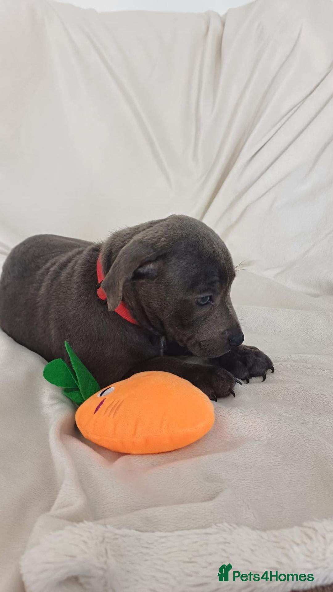 Staffordshire Bull Terrier dogs Blue Staffy Puppies - Advert 2