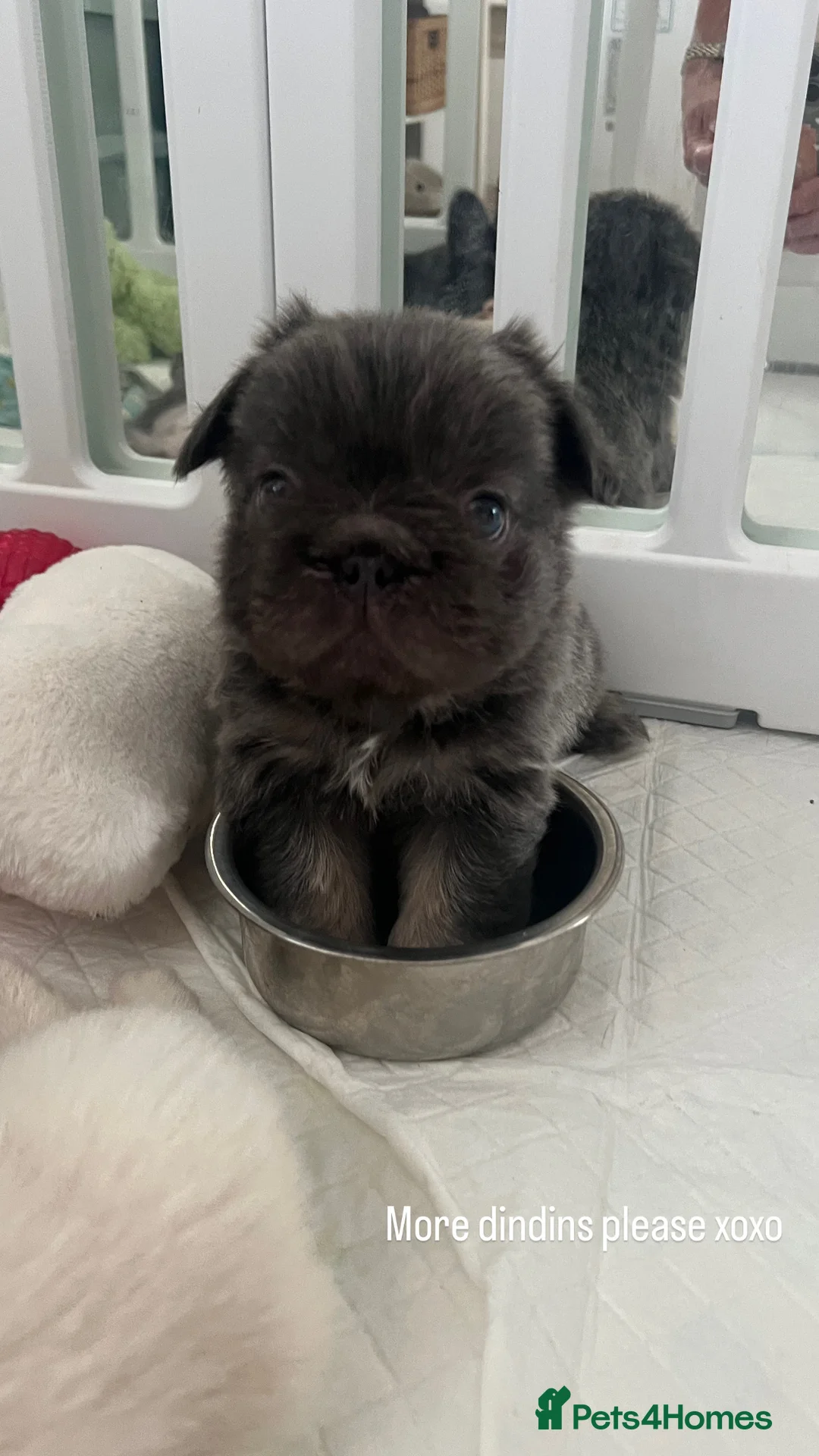 French Bulldog dogs for sale: Floodle pups  in Basildon - Advert 2