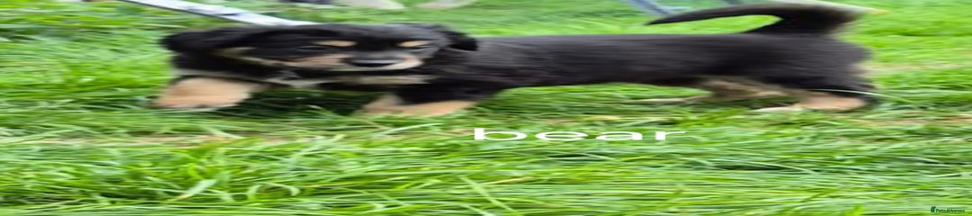 Mixed Breed Puppy 1