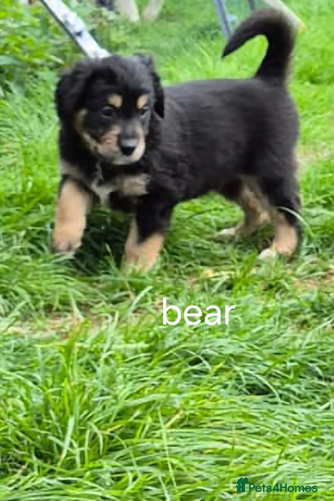 Mixed Breed dogs for sale: Golden Retrievers X Red & White Boarder Collie - Image 11