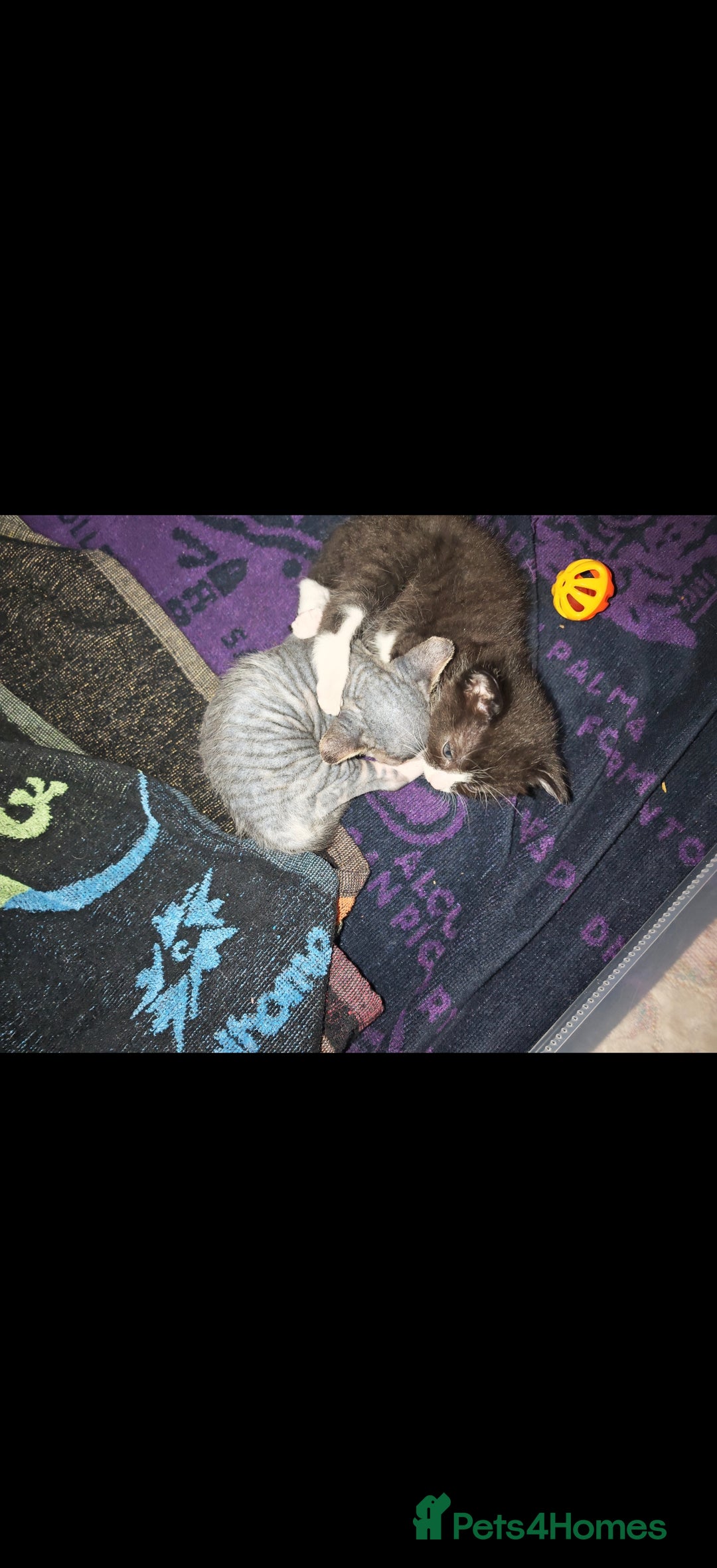 Mixed Breed cats for sale: Beautiful kittens  - Advert 3