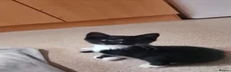 Bombay cats for sale: Tyrion (Miniature Tuxedo x Bombay) - Advert 10