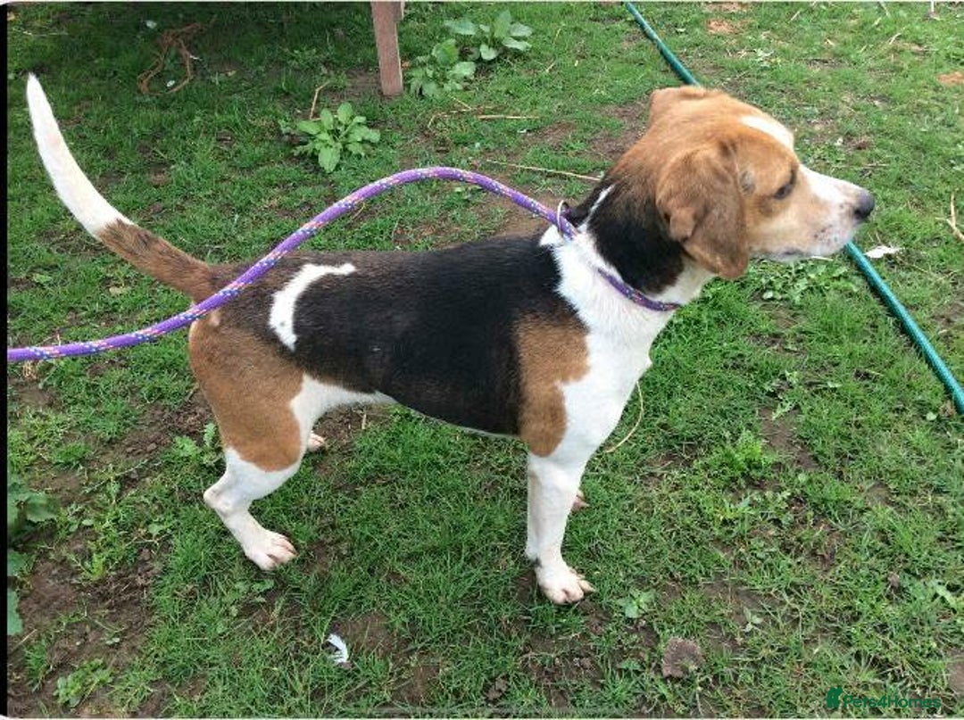 Bocker dogs for sale: Cocker spaniel x beagle pup  - Advert 7