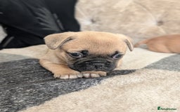 French Bulldog dogs for sale: French bulldog puppy's  - Image 4