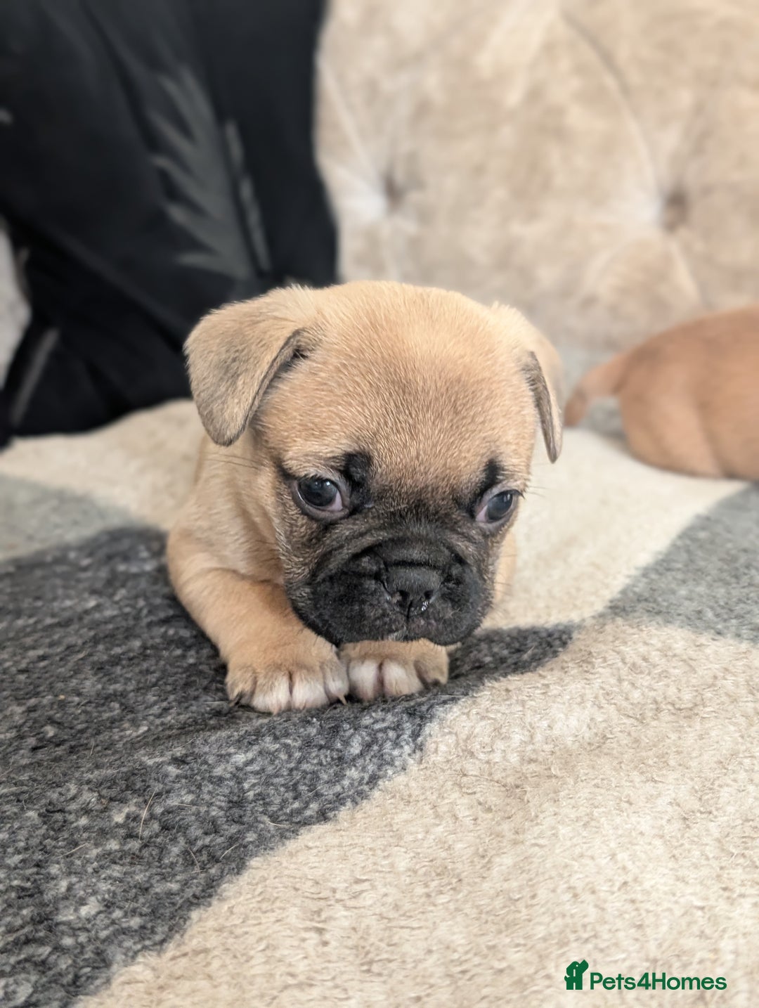 French Bulldog dogs for sale: French bulldog puppy's  - Image 4