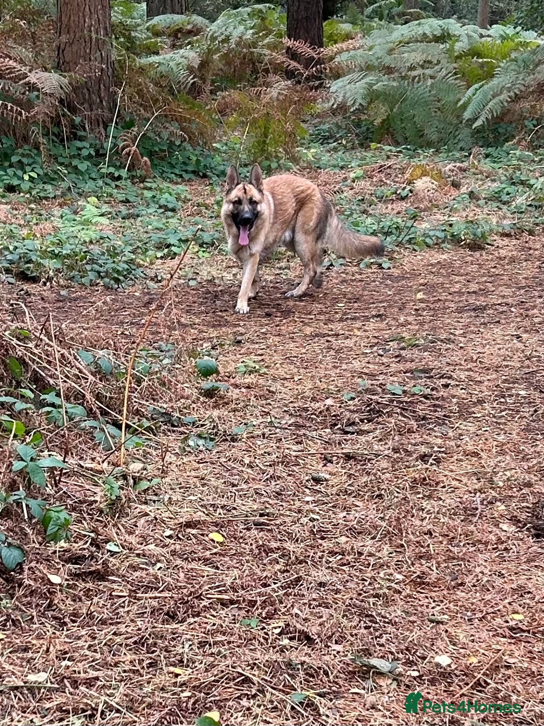 German Shepherd dogs for sale: Male German shepherd  - Advert 12