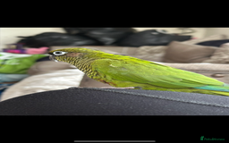 Conures birds for sale: Peanut the Green Cheek conure - Advert 4