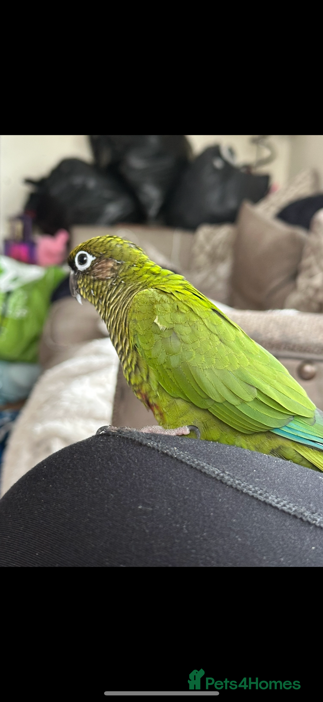 Conures birds for sale: Peanut the Green Cheek conure - Advert 4
