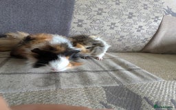 Guinea Pig rodents for sale: Guinea pig babies for sale  - Image 10