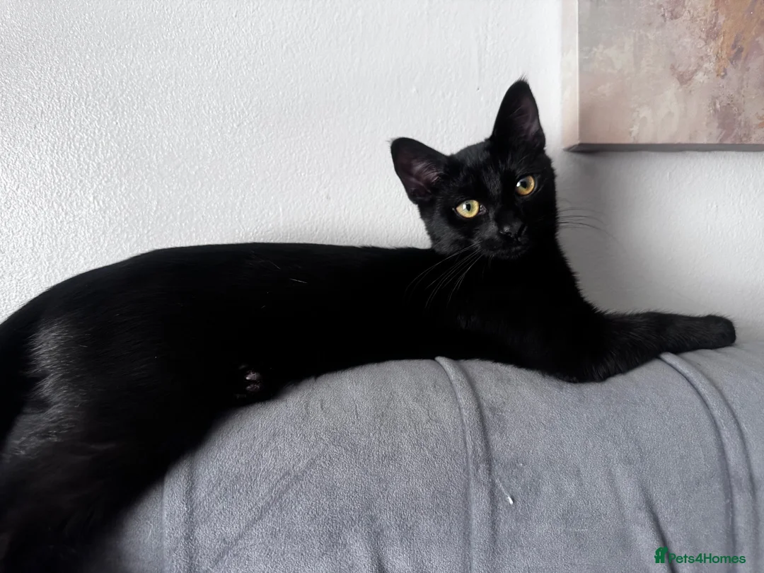 Mixed Breed cats for sale: Loving Home Needed 🖤🐾 - Advert 6