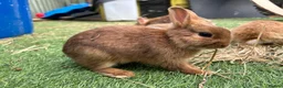 Netherland Dwarf rabbits for sale: Baby pure Netherlands Dwarf x 5 in Cheadle - Advert 5