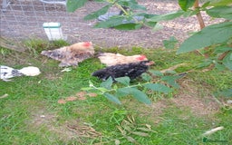 Chickens poultry for sale: Pick n Mix Pekin Bantams Trios Frizzle Cockerel - Image 3
