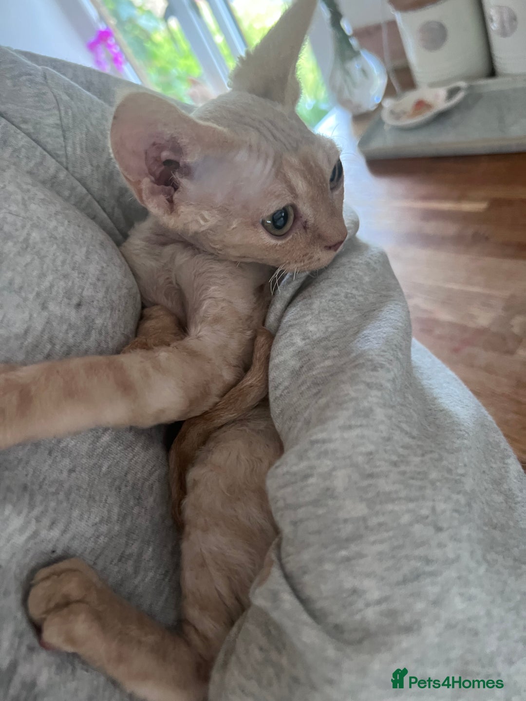 Devon Rex cats for sale: Ready now GCCF outstanding Devon Rex kittens  - Image 11