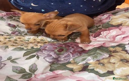 Chihuahua dogs for sale: ONLY 4 LEFT! Chihuahuas £650-£700 “Boys & Girls’ - Image 13