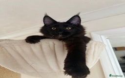 Maine Coon cats for sale: Pedigree ”TICA”  the last kitten left❣️ - Image 7