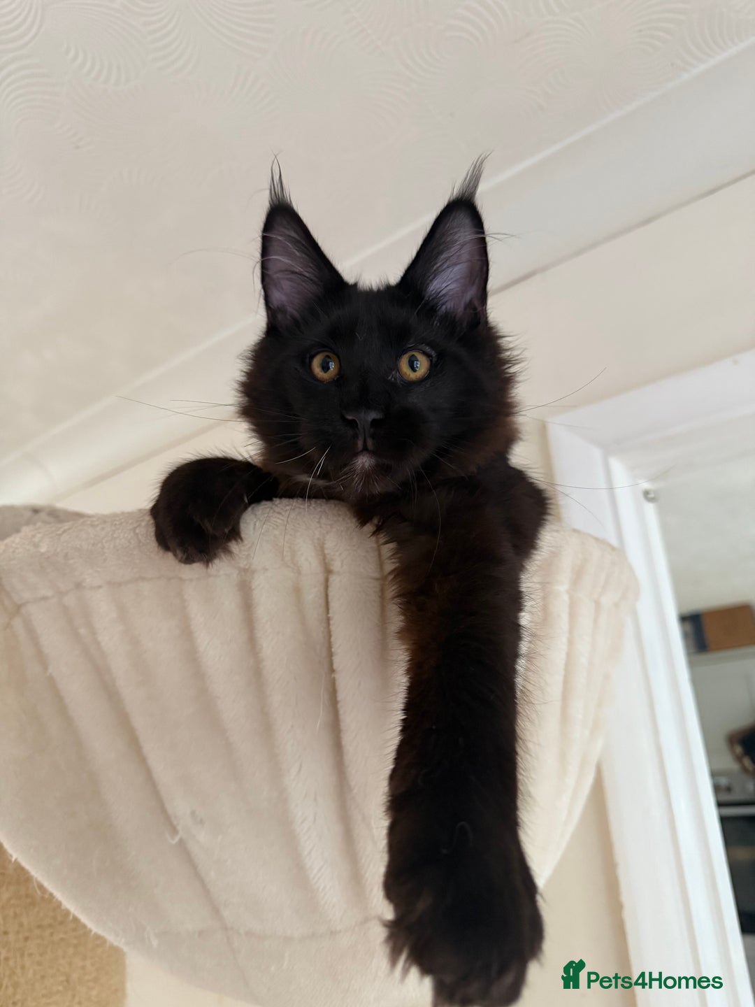 Maine Coon cats for sale: Pedigree ”TICA”  the last kitten left❣️ - Image 7