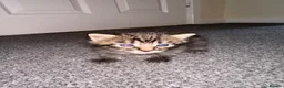 Bengal cats for sale: Bengal , tabby kittens  in Ilford - Advert 28
