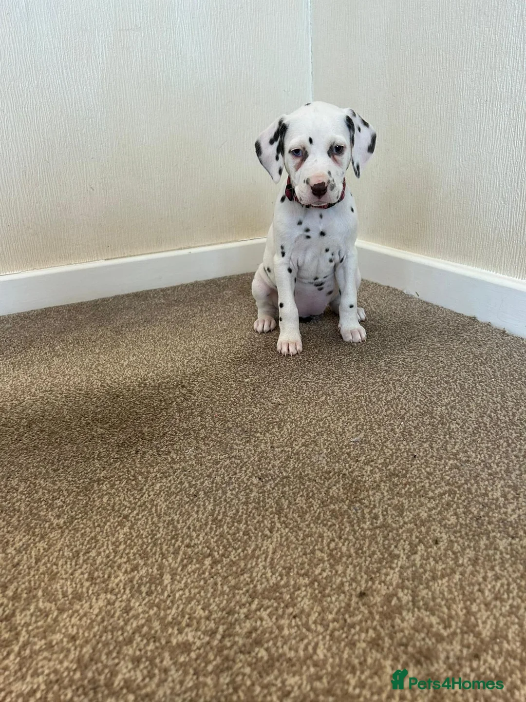 Dalmatian dogs for stud: Liver spot kc dalmatian for stud in Bedford - Advert 16