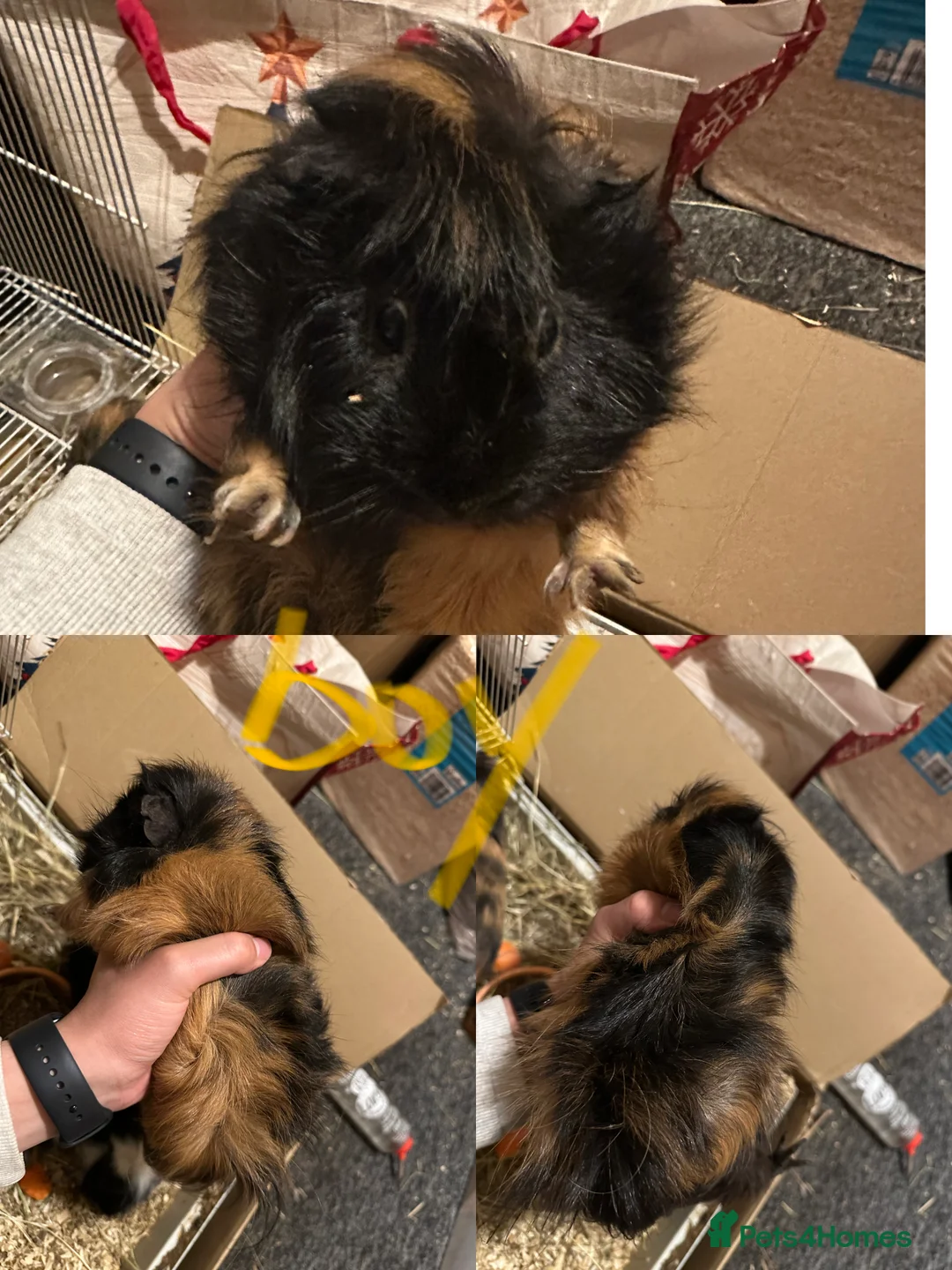 Guinea Pig rodents for sale: Lovely and friendly guinea pigs - Advert 7