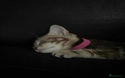 Maine Coon cats for sale: ✨2 Boys and 3 Girls Maine Coon kittens ✨🐾 - Image 30